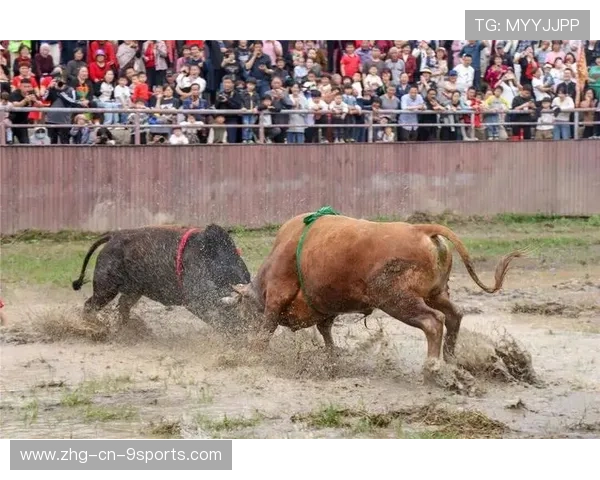 民族传统斗牛竞技盛典，文化与体育的完美碰撞，斗牛比赛规则详细